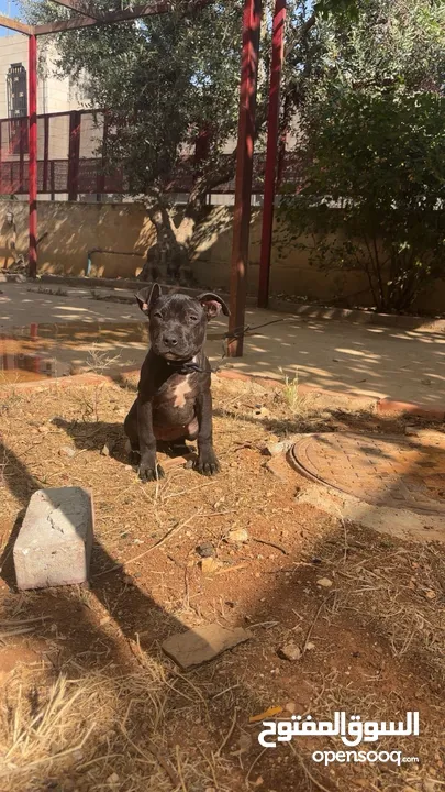 بيتبول بلاك نوز جروتين pitbull black nose puppies