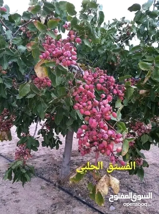 مشاتل السهل الأخضر الزراعيه