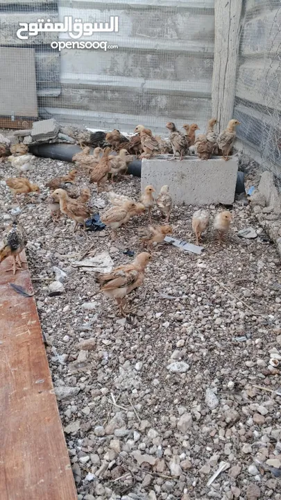دجاج بلدي نظافة وصحة