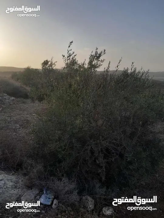 ارض مزروعة زيتون للبيع \ صوريف