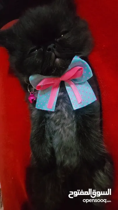 Available kittens for sale high quality breed Cats (Silver British breed & Scottish straight breed.)