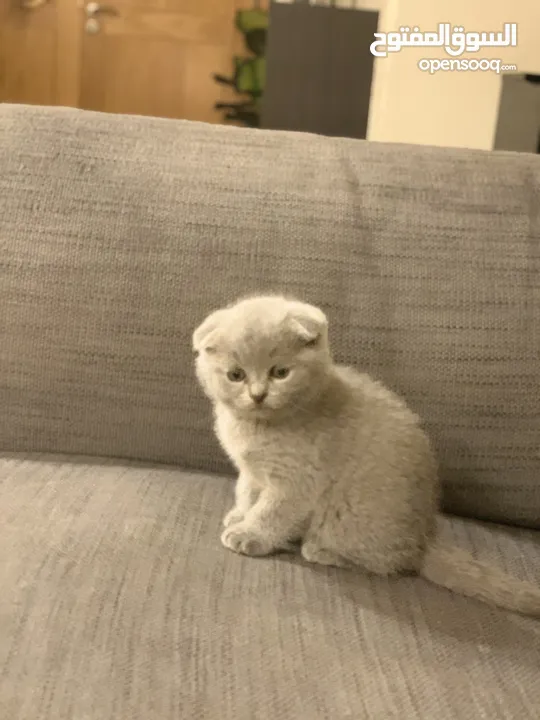 SCOTTISH FOLD AND BRITISH SHORT HAIR