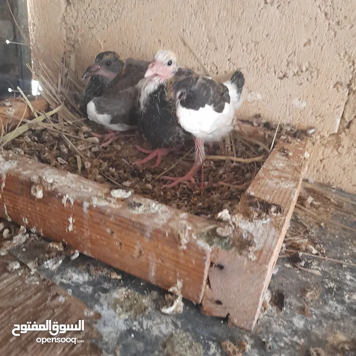 حمام منوع وملون