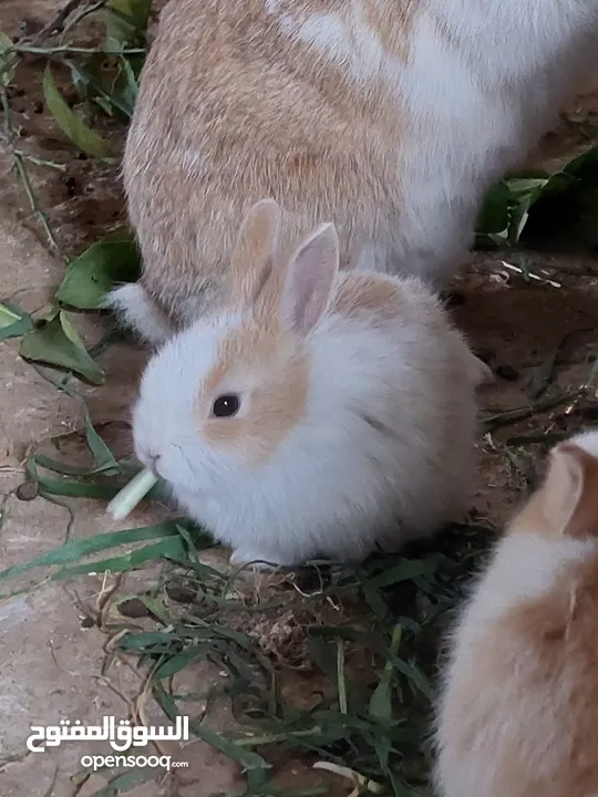 ارانب مميزه حجم صغير