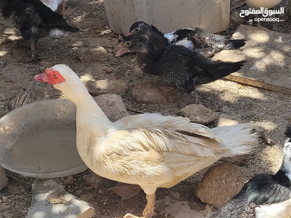بطط مرتب لحم خرافي لانه مهتمين بغذائه يوجد أحجام مختلفه + يوجد حجل لحم مرتب + بيض بط+ بيض حجل