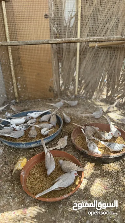 Dove bird pigeon دوف مكس للمهتمين للتربية منتج