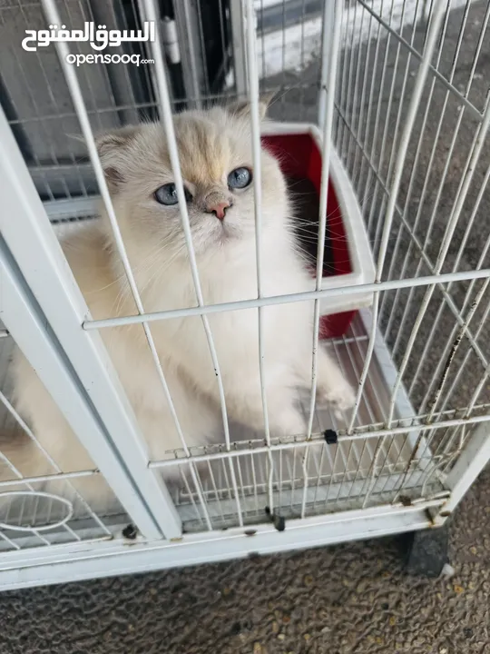 قطة مكس بين هملايا وسكوتش