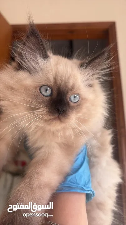 قط همالايا شوكليت للبيع