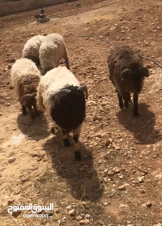 خرفان اضاحي