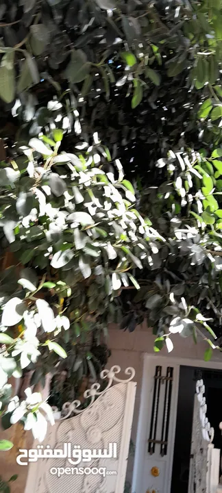 شجره مطاط زينا