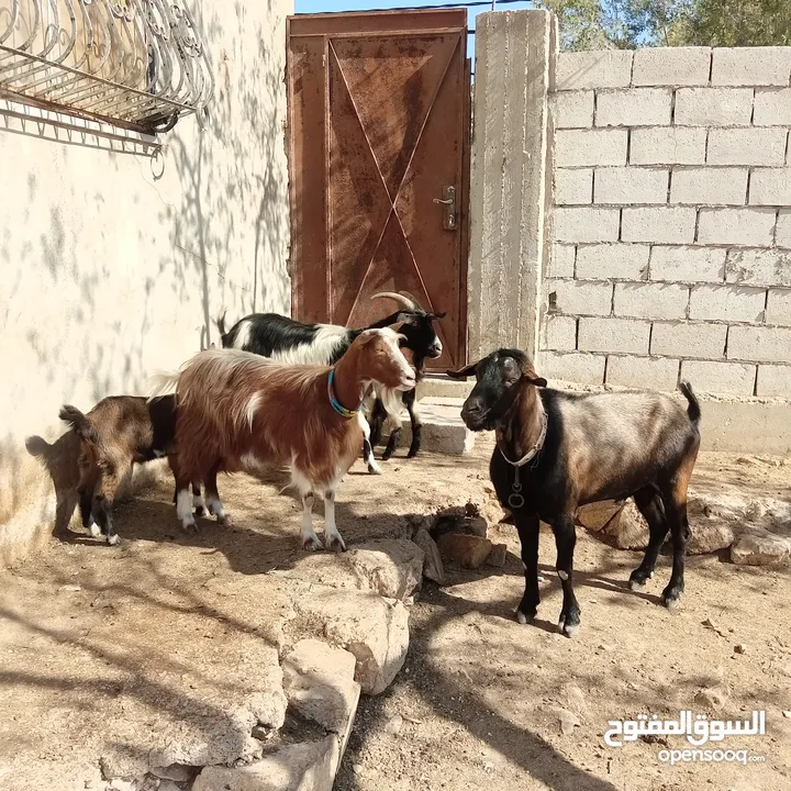 عنزتين وتيس البينو اصلي للبيع