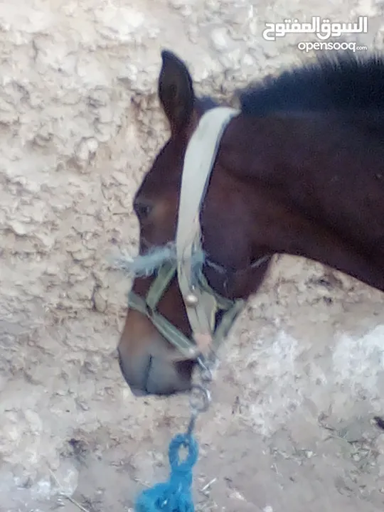 حصان للبيع