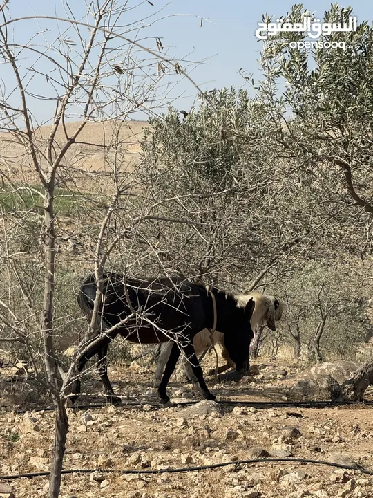 حمارة غنم، عمر سنتين صحة ممتازة