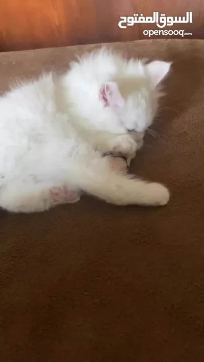 قطة شيرازي بيضاء ~ للبيع بسعر رمزي ^