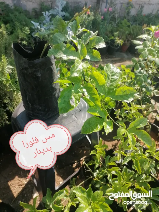 اشتال للبيع يتوفر اشتال منوعه وجميله