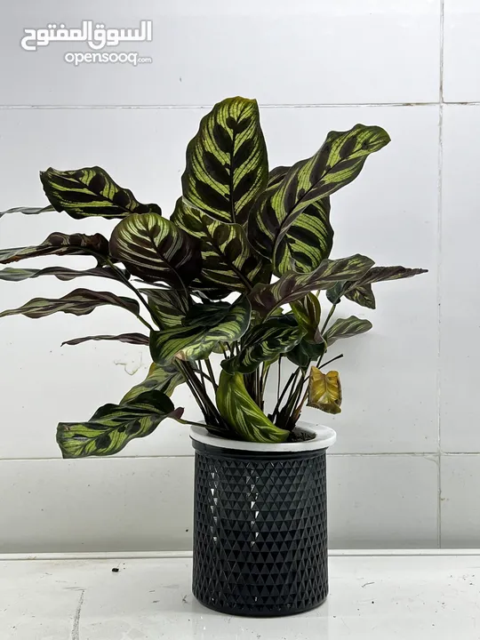 متوفر نباتات داخليه وخارجيه بسعر الجمله   Indoor and outdoor plants available at wholesale price