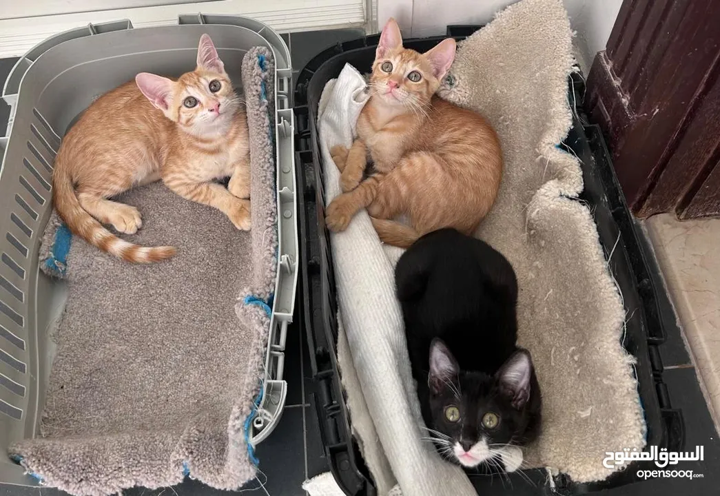3 cute kitten  for free adoption