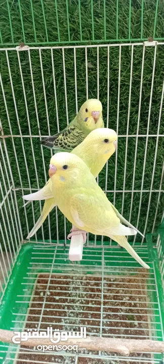 طيور حب  عصافير حب   ببغاء حب  بادجي   طيور  عصافير  ببغاء