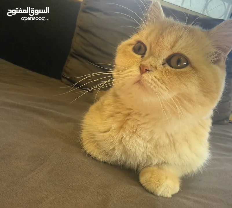 سكوتش فولد جولد ستريت