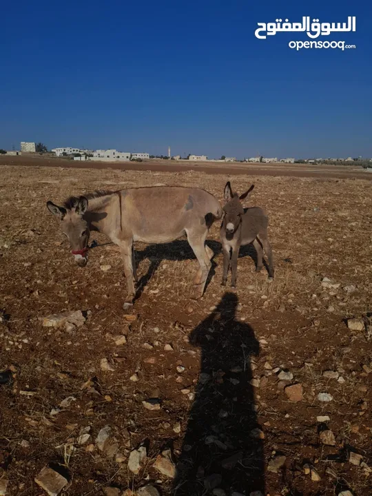 حماره للبيع  مع جحشها
