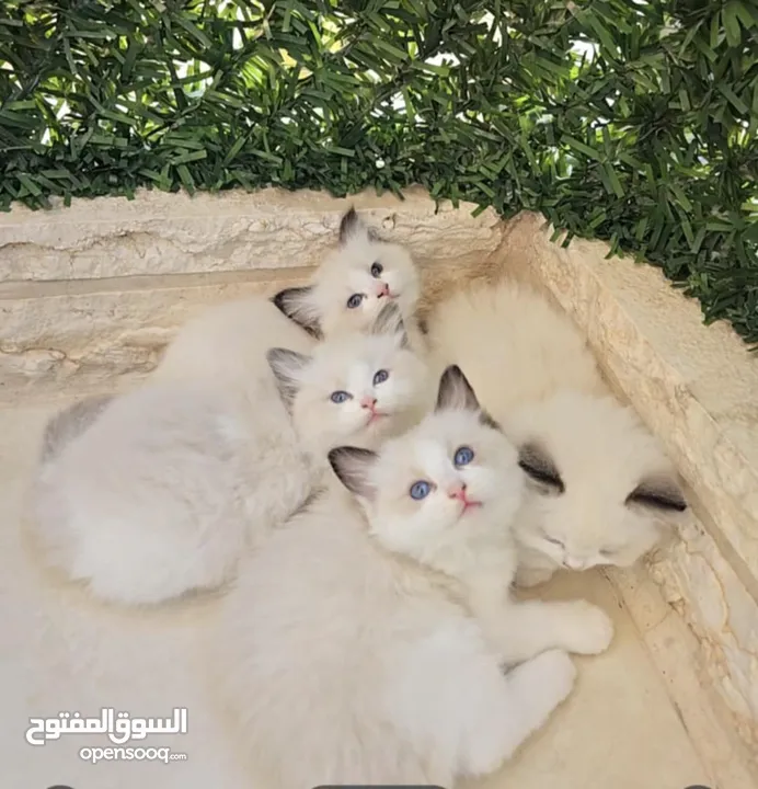 قطط راغدول دم صافي