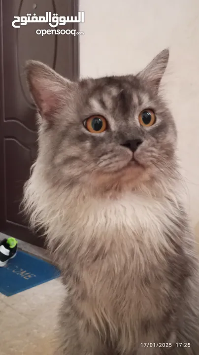 male cat Siberian