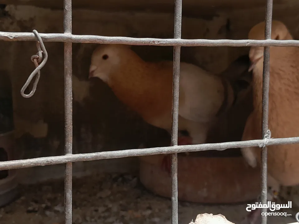 طيور حمام للبيع