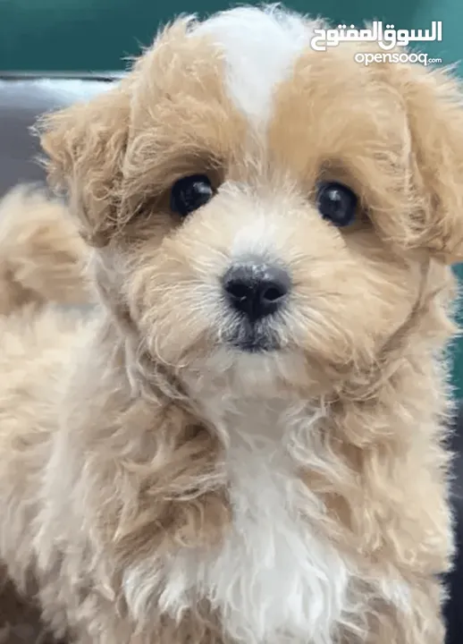 كلب مالتيبو Maltipoo