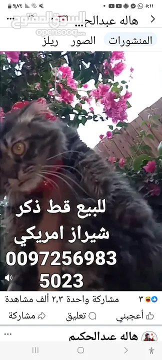 للبيع قطه شيرازي سكوتش بسعر 400 شيكل  للاستفسار