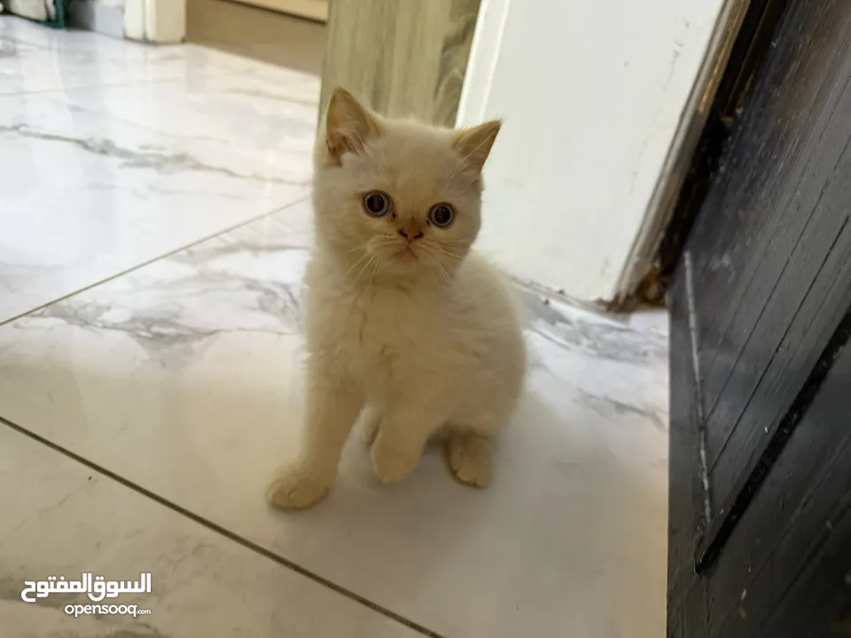 قطط همالايا عمرهم شهرين