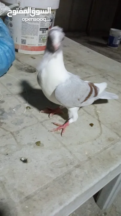 جوز فراخ اسطنابله  زرق وفرخ اسطنبولي احمر حبكين موجودات في الهاشمي الجنوبي