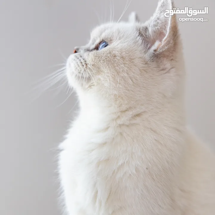 قطط للبيع بيور pure cats for sell