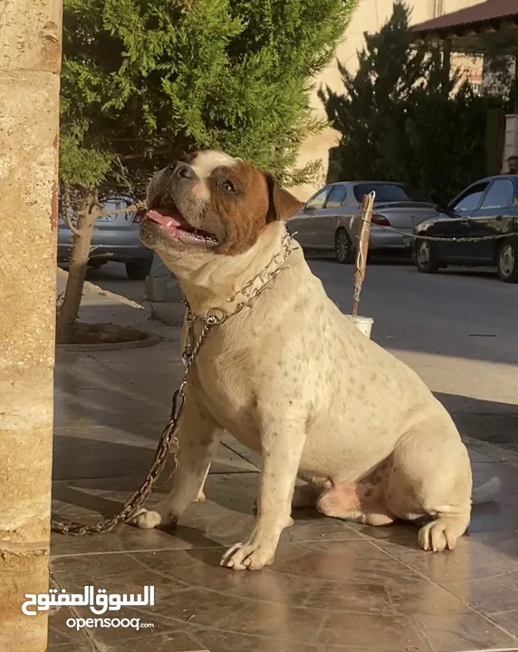 ذكر اميركان بولي