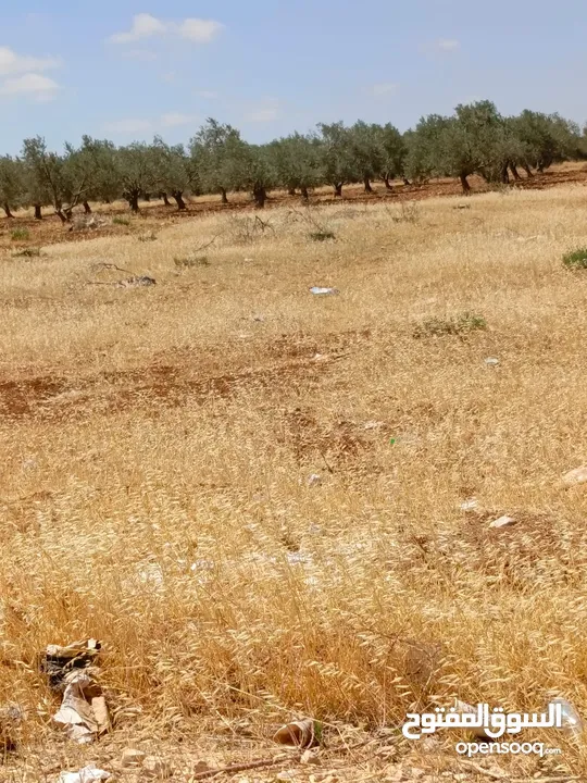 ارض للبيع في المغير حوض شعاب العناب