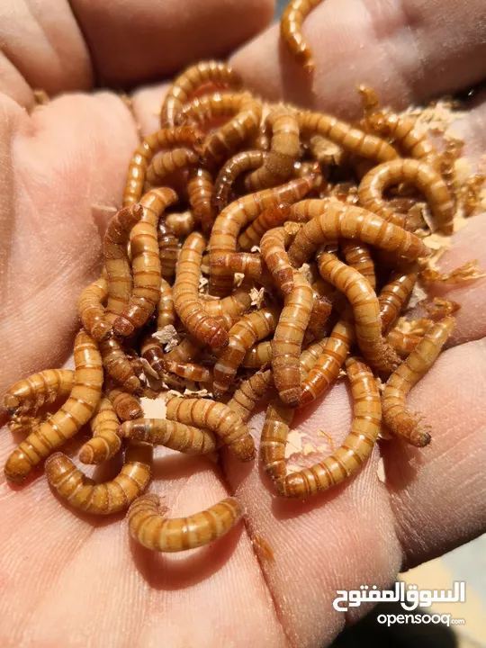 Live Mealworms for Sale – High Quality Feed (100Count)for reptiles and fish and turtle and chicken