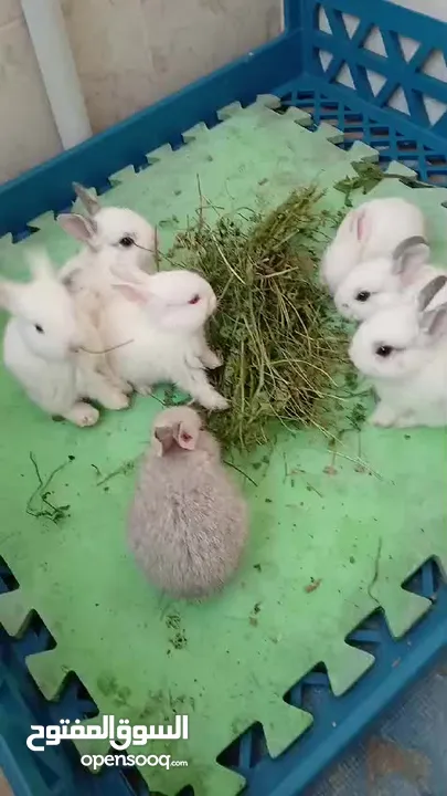 أرانب صغيرة للأطفال