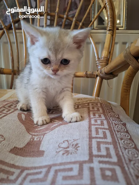 kittens for sale 60 days old    Scottish.