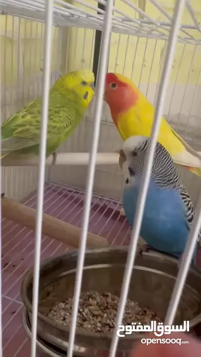 2 budgies and one lovebird un-taimed