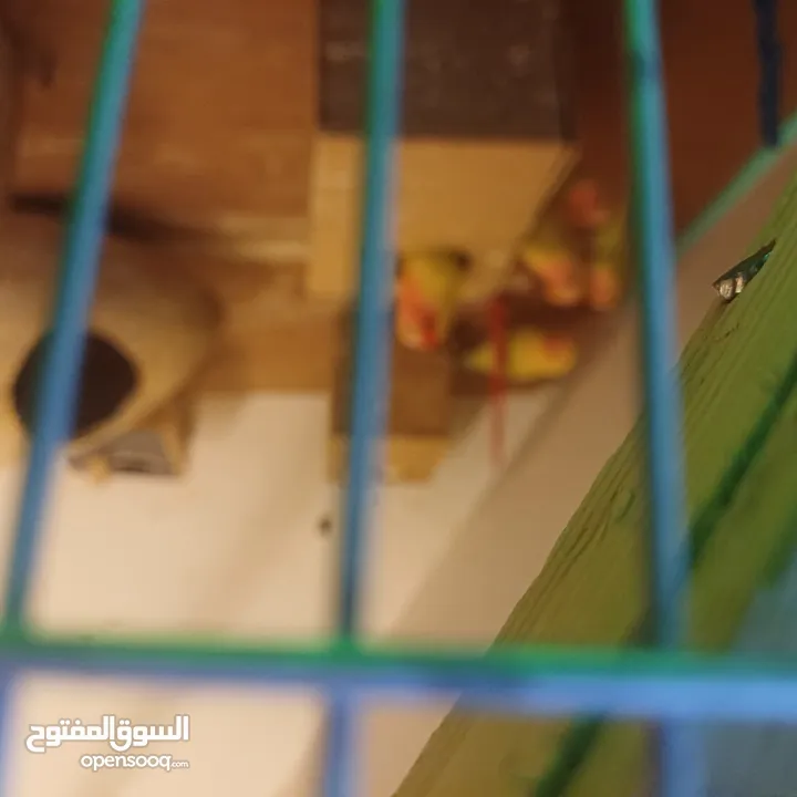 مخاليف روز