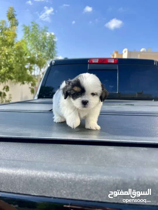 Shih Tzu Male / Female also Available