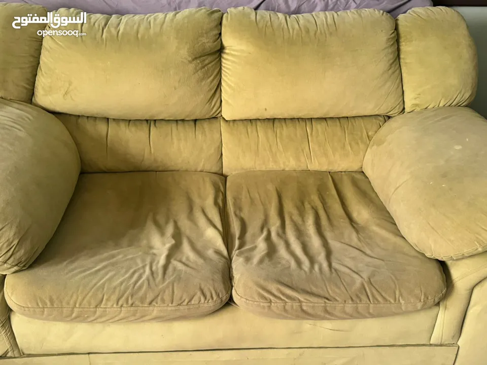 كنب دب أمريكي