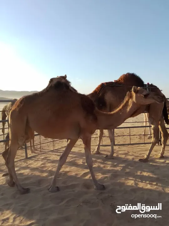 بكرة طيبة للبيع  تصلح للتربية