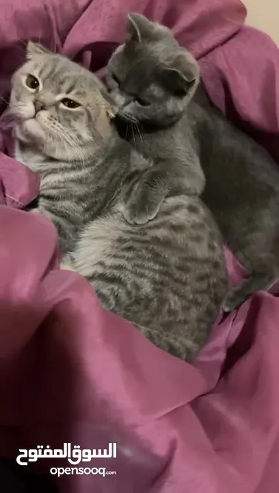 Two Scottish Fold cats, both 1 year and a half old.