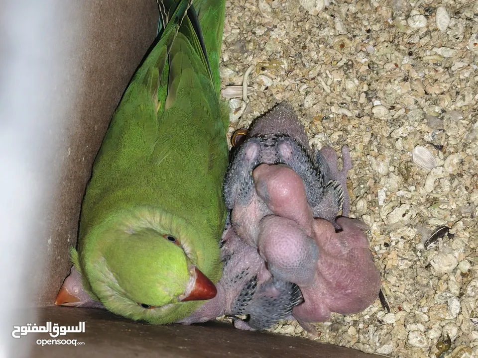 ببغاء كويكر. و دره. و فراخ دره و كويكر  تابع وصف طيور بسعر حرق