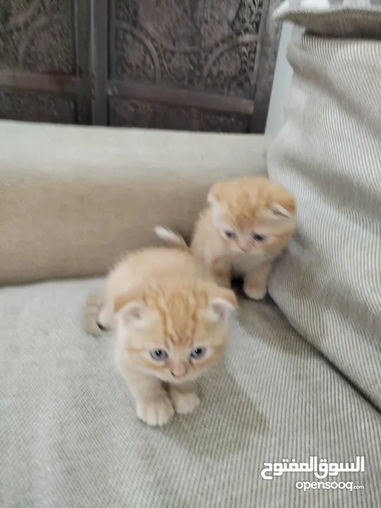 Little cats