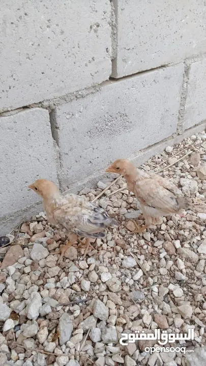 خم حمام بلدي ومعو انواع +صيصان بلدي عمر 33 يوم  للبيع بسعر الحرق الله يبارك لصاحب النصيب