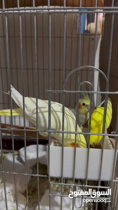 Couple Cockatoo and one single Canary with cage stand. All