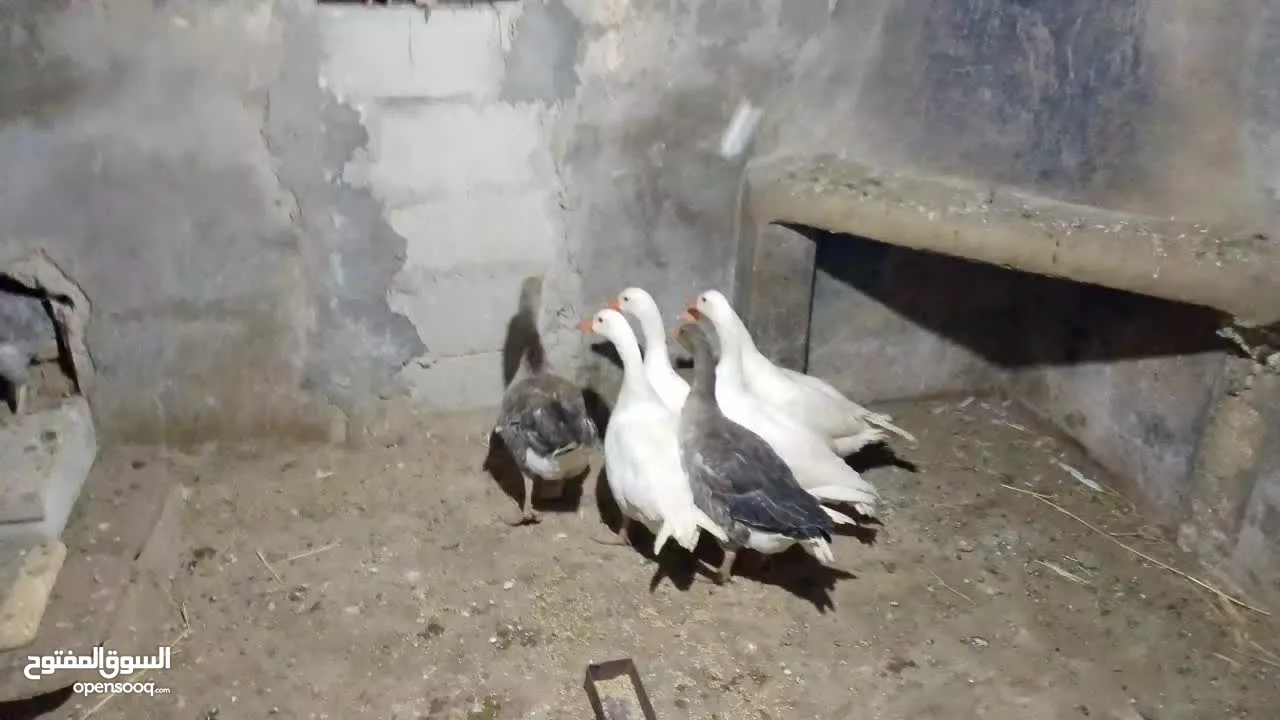 متاح طقم وز 6 حبات شغالات كفالة