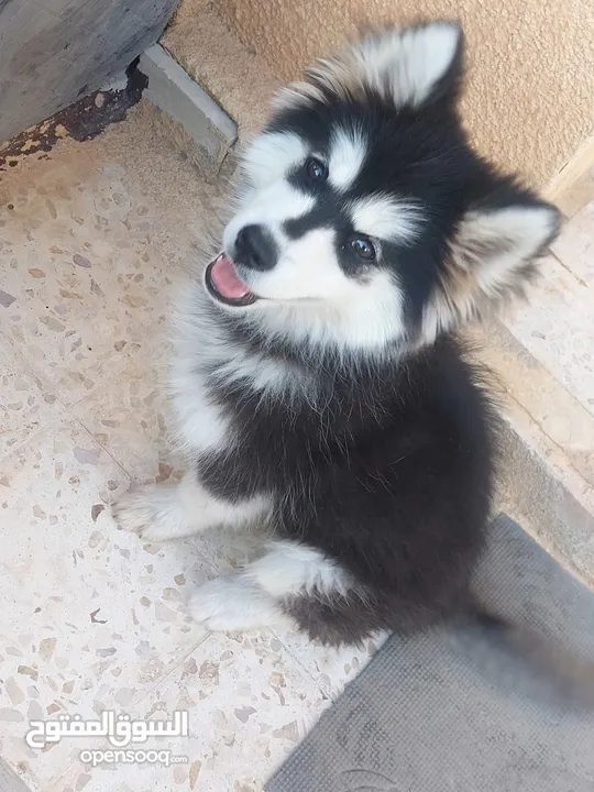 للبيع كلبه  هاسكي انثى بيور عضم عريض عمر شهرين لعوبه السعر قابل للتفاوض