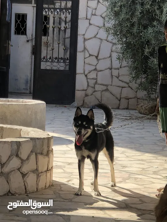 الكلاب الهاسكي مدرب